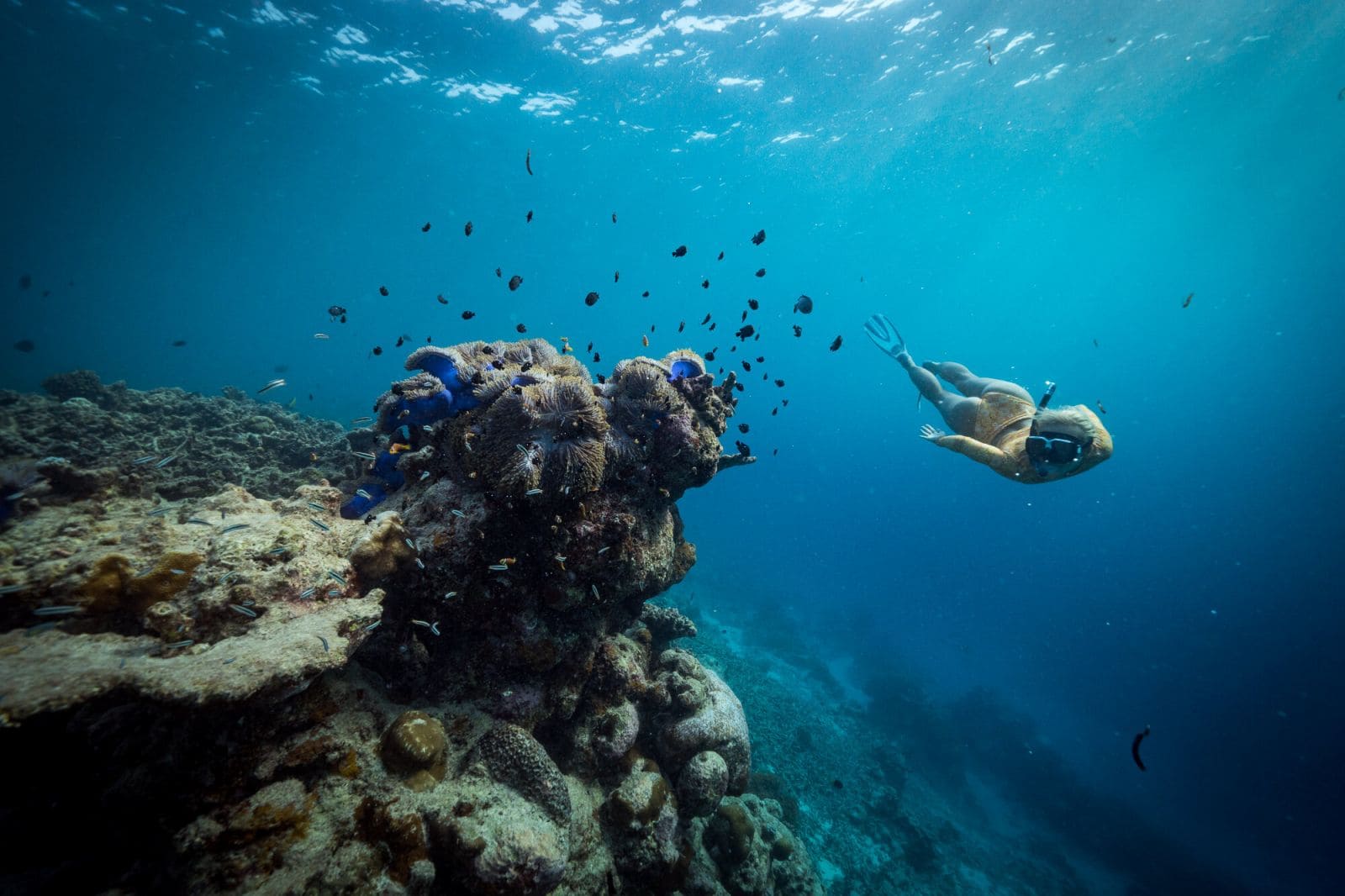 Lặn san hô tuyệt vời | Ayada Maldives